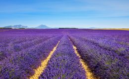 Valensole