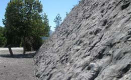 Aammonite fossils 